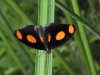 Blue-spotted Firewing Catonephele-Numilia